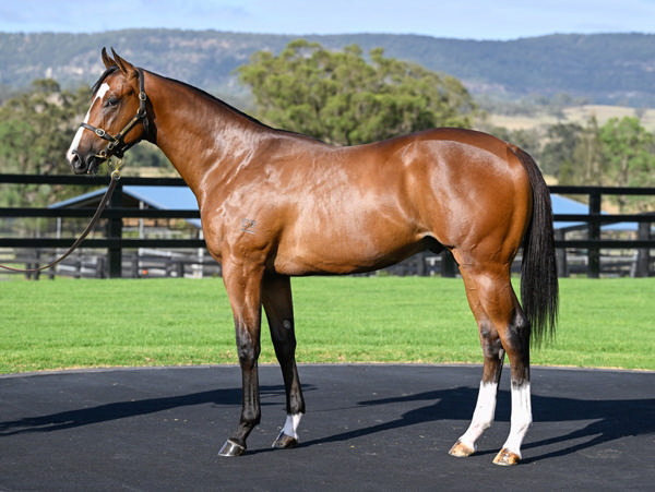 Cressfield - Gold Coast Yearling Sale Lot 908