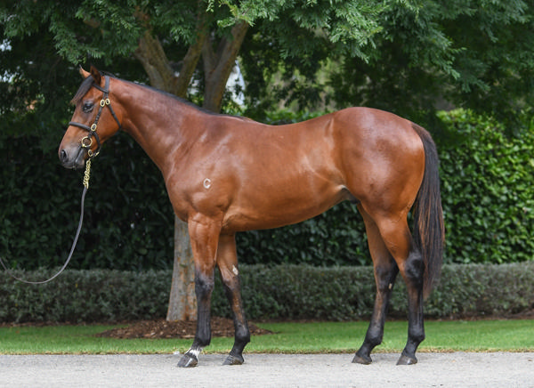 Coolmore Stud - Gold Coast Yearling Sale Lot 910