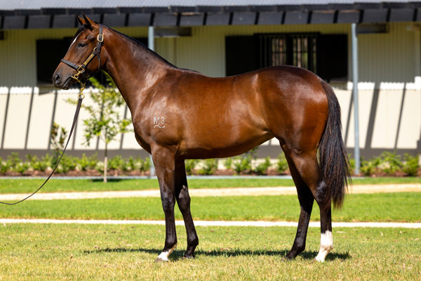 Kia Ora Stud - Gold Coast Yearling Sale Lot 916