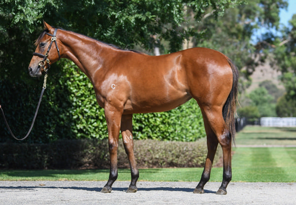 Coolmore Stud - Gold Coast Yearling Sale Lot 925