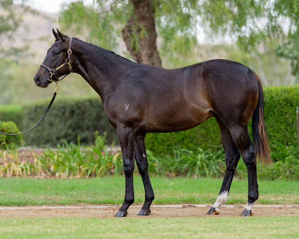 Vinery Stud - Gold Coast Yearling Sale Lot 926