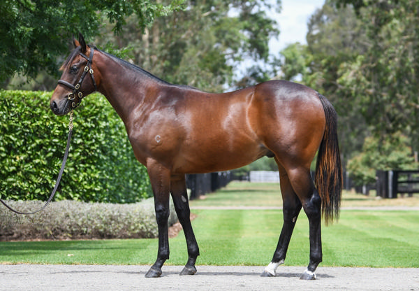 Coolmore Stud - Gold Coast Yearling Sale Lot 942