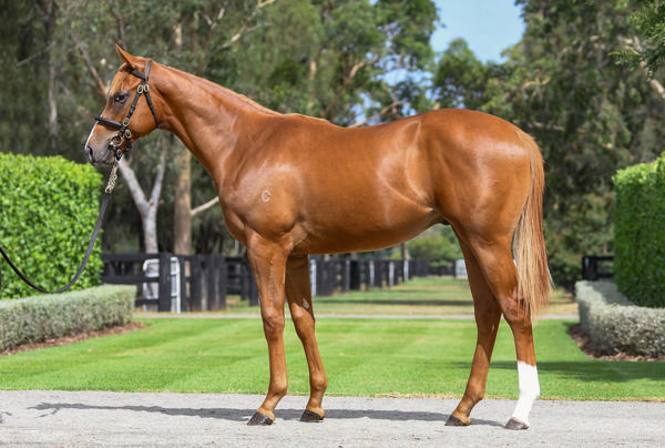 Coolmore Stud - Gold Coast Yearling Sale Lot 961