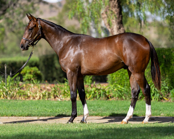 Vinery Stud - Gold Coast Yearling Sale Lot 970