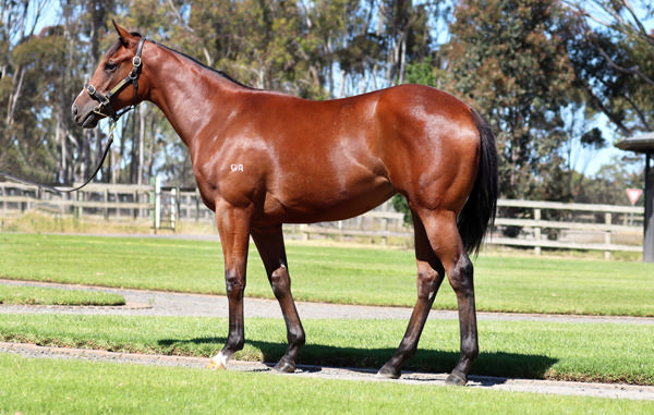 Rosemont Stud - Gold Coast Yearling Sale Lot 973