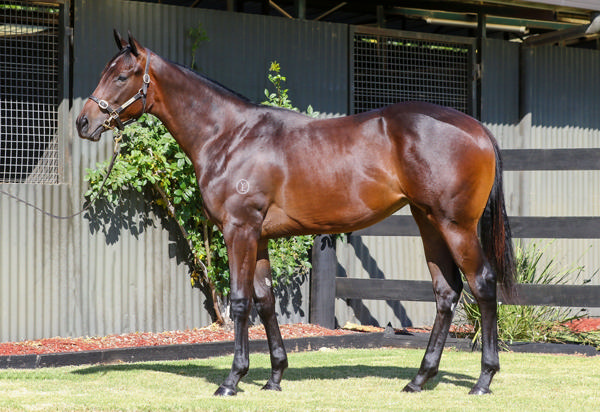Longwood Thoroughbred Farm - Gold Coast Yearling Sale Lot 980