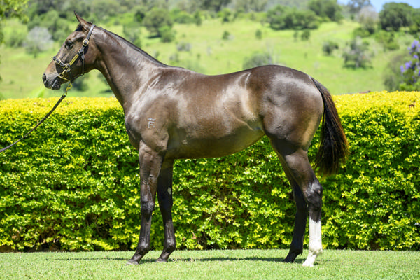 Yarramalong Park - Gold Coast Yearling Sale Lot 981