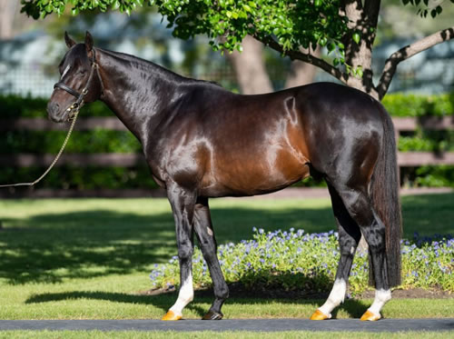 Adelaide (IRE) at Coolmore Stud