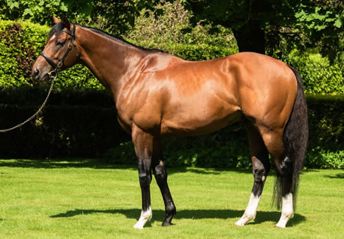 Churchill (IRE) at Coolmore Stud