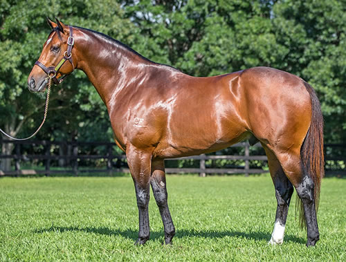 Headwater (AUS) at Vinery Stud