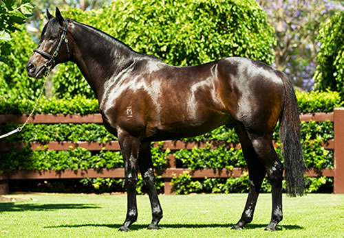 So You Think (NZ) at Coolmore Stud