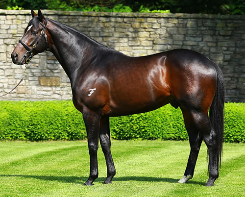 Vancouver (AUS) at Coolmore Stud