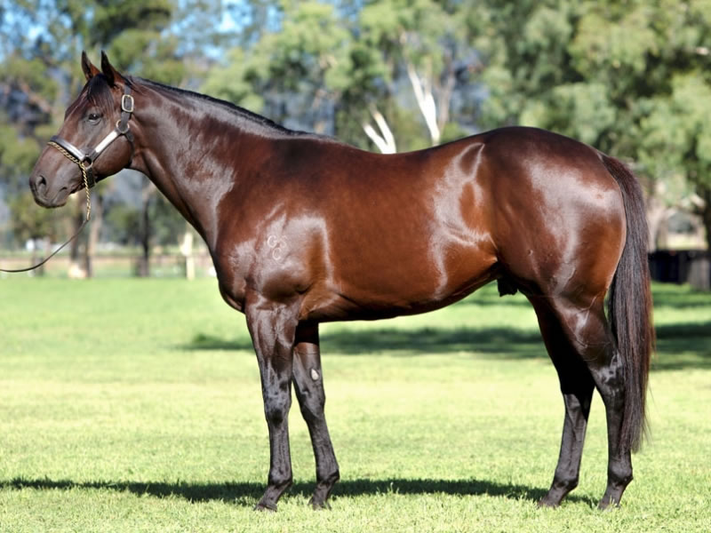 Your Song (AUS) at Widden Stud