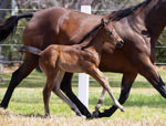Impressive First Foals for Don Corleone