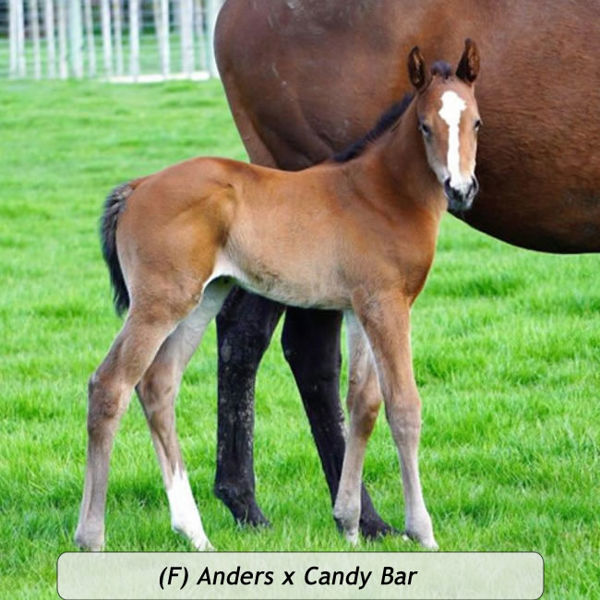 Anders x Candy Bar at Little Avondale Stud, NZ