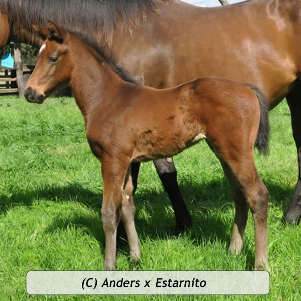 Anders x Estarnito at Davali Thoroughbreds, NSW