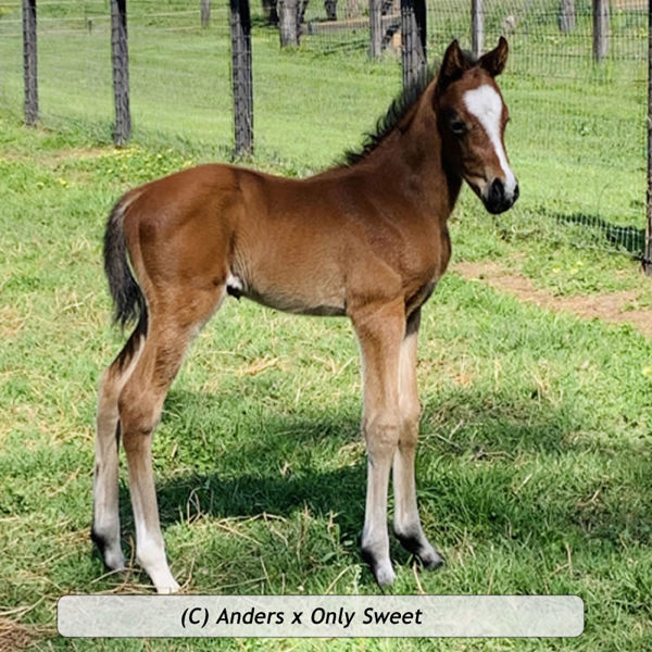 Anders x Only Sweet at Fernrigg Farm, NSW. First foal of dam, who is from the family of G1 winner Sweet Idea.