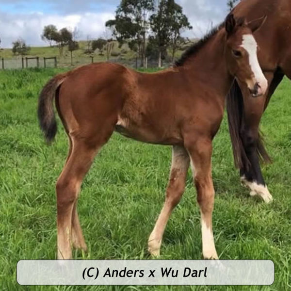 Anders x Wu Darl at Rathmore Lodge, SA. First foal of winning half-sister to four time G1 winner Montefilia.