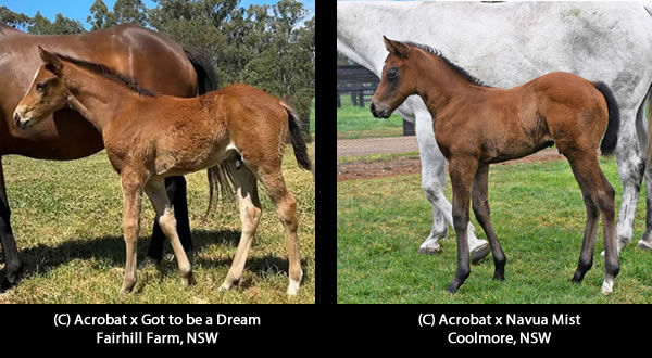 Click here for more Acrobat foals