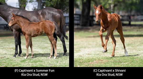 Click here for more Captivant foals