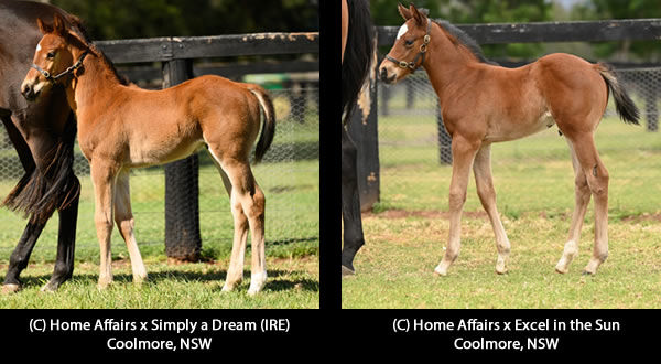 Click here for more foals by Home Affairs