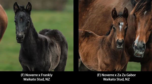 Click here for more Noverre foals