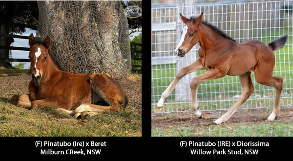 Click here for more Pinatubo foals