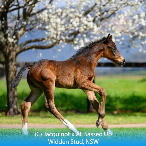 Jacquinot x All Sassed Up colt