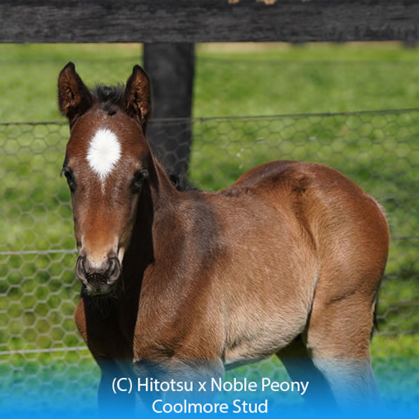 Hitotsu x Noble Peony colt