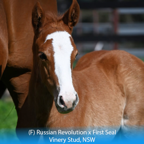 Russian Revolution x First Seal filly