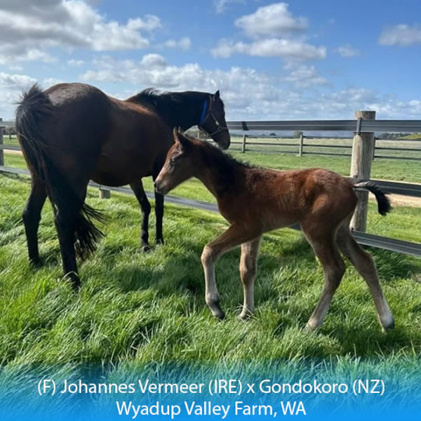 Johannes Vermeer (IRE) x Gondokoro filly