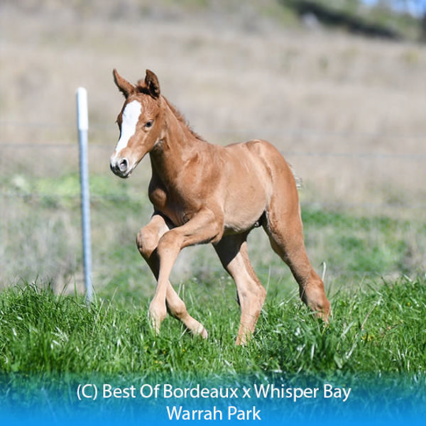 Best Of Bordeaux x Whisper Bay colt