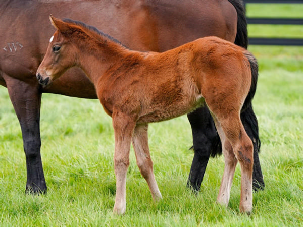 Chaldean (GB) x Zonza filly