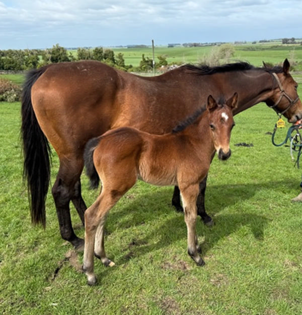 Hilal x Love Sophie colt