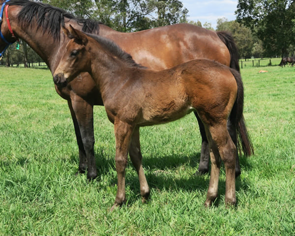 King’s Gambit x Karavali filly