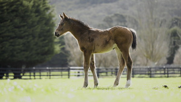 Lofty Strike x Just Remember This filly