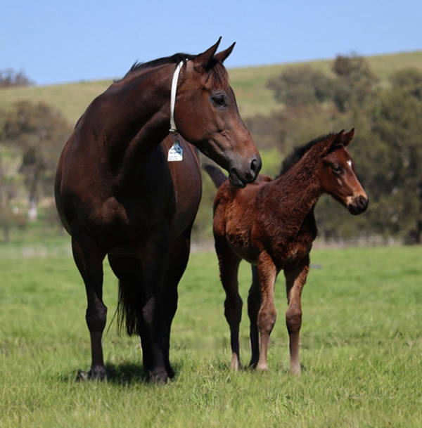 Native Trail (GB) x Hail To The Queen colt