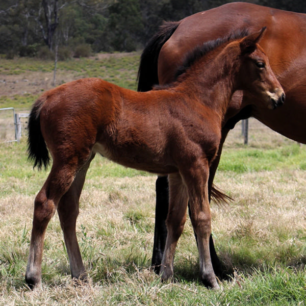 Officiating (USA) x Wahini Miss filly