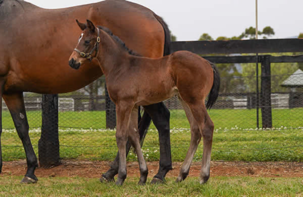 Shinzo x My Xanadu colt