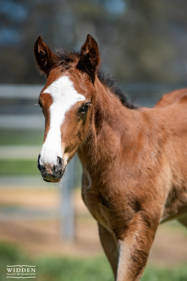 Sweet Ride x Power And Fury colt