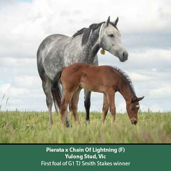 The first foal of Chain Of Lightning, G1 TJ Smith Stakes winner.