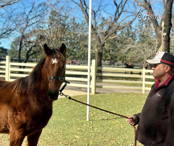 Voyage Bubble's Home Affairs Half-Sister - Image Torryburn Stud