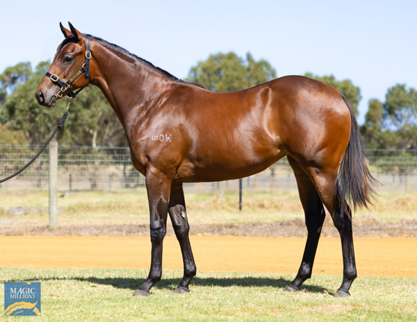 This Plaing God half-sister to a Lot Of Good Men sold for a record $625,000 at the Perth Magic Millions