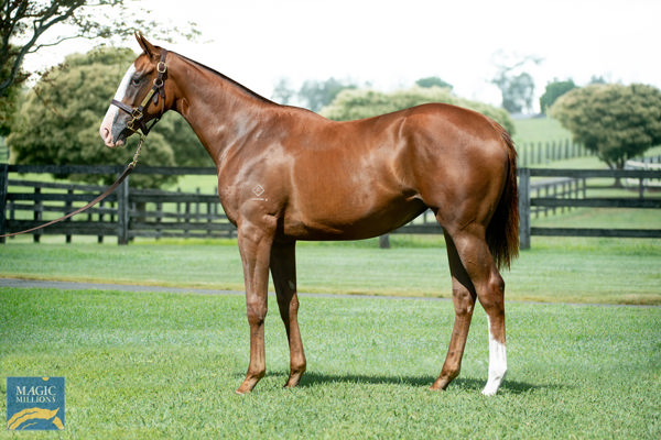 Abounding a $75,000 Magic Millions yearling
