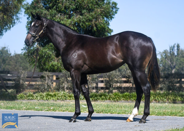 Accelar a $220,000 Magic millions yearling