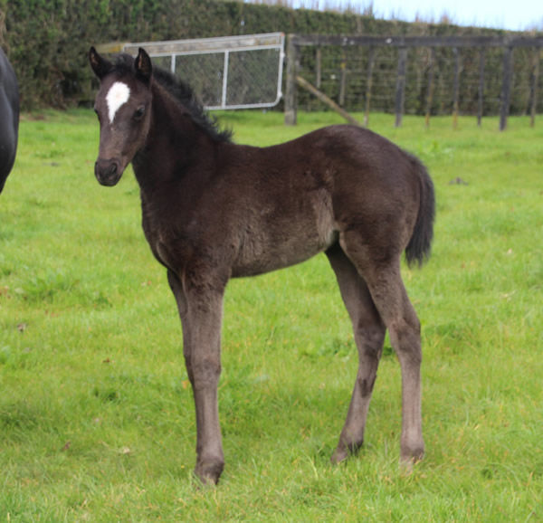 Filly from Gold Rose