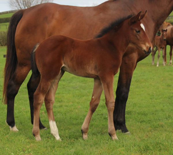 Filly from Princess Biscotte