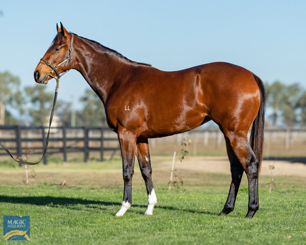 Aemelius a $130,000 National Sale yearling