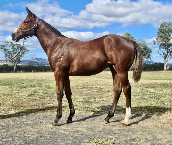 Affirmative Action sold for $40,000 at the Inglis Weanling Sale .