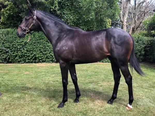 Affluential a $140,000 Karaka yearling